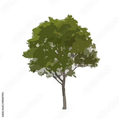 tree on white background.