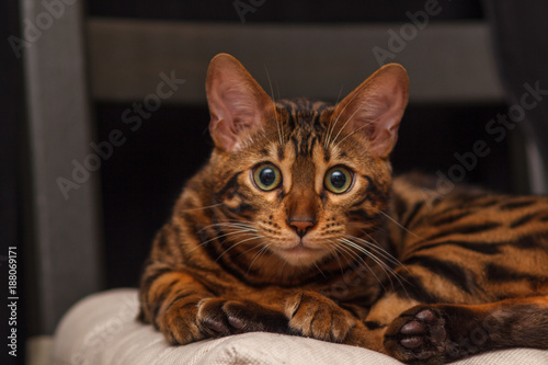 kitten of a Bengal cat © ivan_s