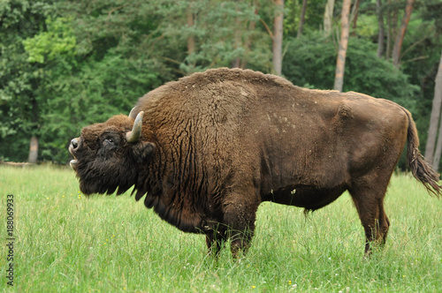 Bison d'Europe © Wildpix imagery