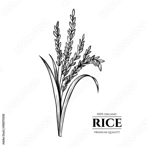 Vector rice hand drawn sketch .  Sketch vector  illustration. Vintage style