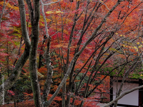 秋の京都