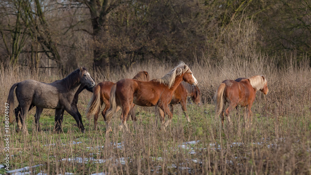 Fototapeta premium welsh Pony
