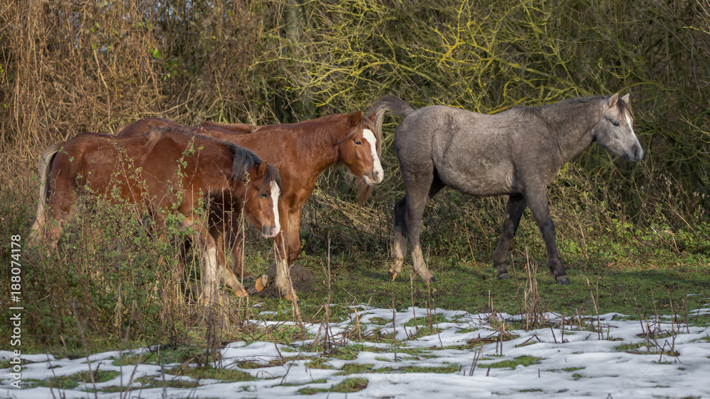 Naklejka premium welsh Pony