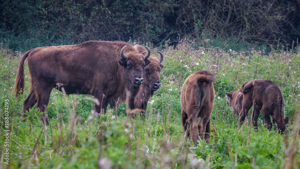 Wisent - European Bison