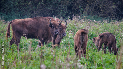 Wisent - European Bison © Randy van Domselaar