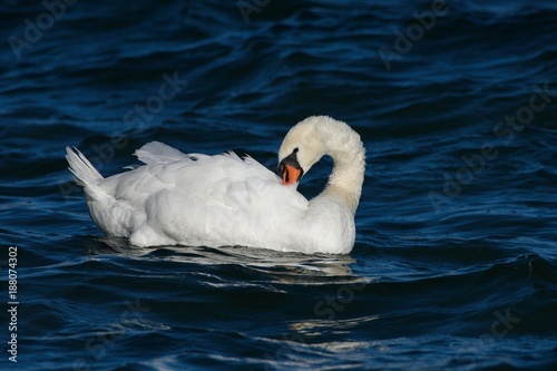 Mute swan fix his feathers in dark blue water