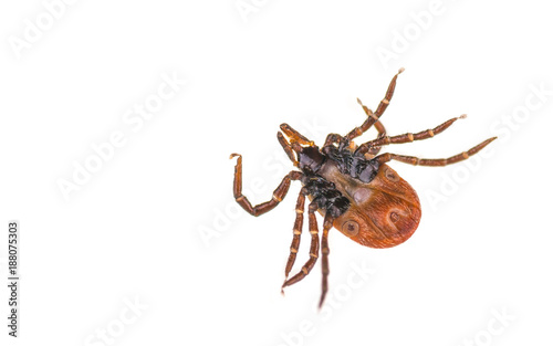 Tick from the bottom on a white background. Ixodes ricinus. Close-up of dangerous parasite lying on its back. Carrier of infections as encephalitis and Lyme disease.