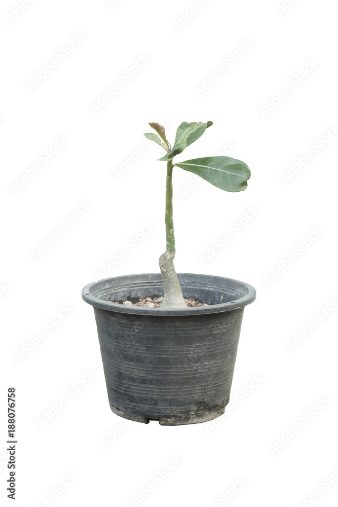 Fototapeta premium Small Adenium tree in the pot on white background.