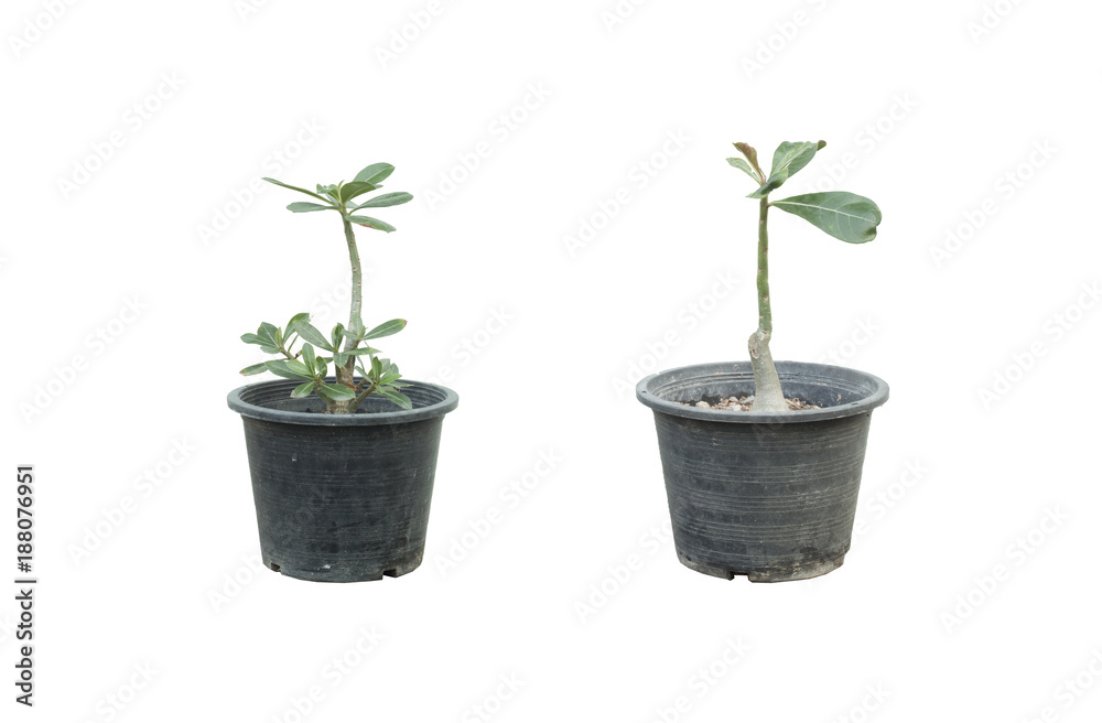 Fototapeta premium Small Adenium tree in the pot on white background.