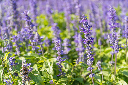 Blue Salvia flowers blooming in the garden