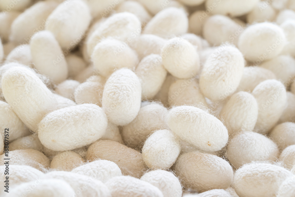 Silk cocoon that is processed to yield silk fiber Silk cocoon that is processed to yield silk fiber