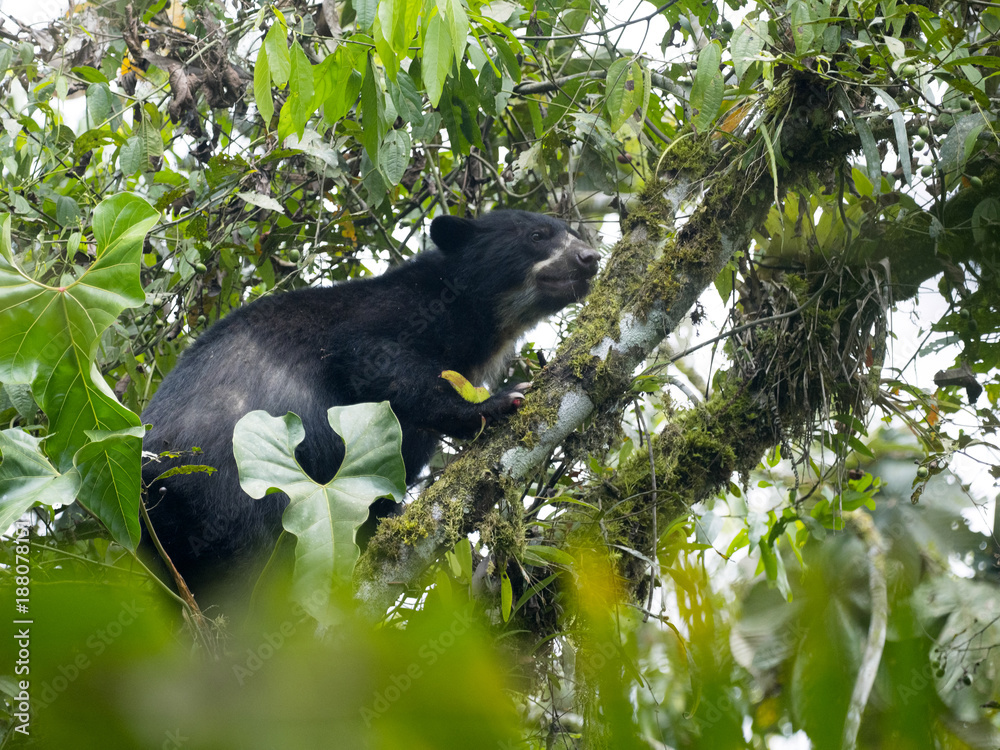 Fototapeta premium Spectacled bear, Tremarctos ornatus, is fed on a tree in the mountain foggy forest of Maquipucuna, Ecuador