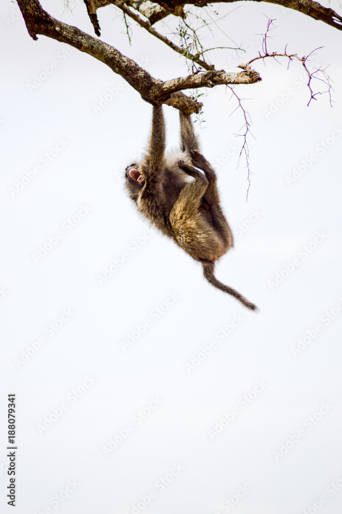 Fototapeta premium Isolated baboon sitting on a stone in the savannah of Masai Mara Park in Kenya