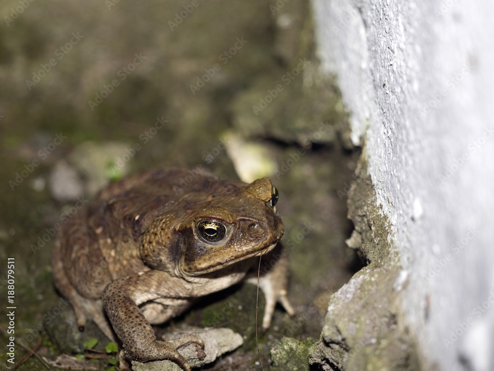 Obraz premium Toad, Bufo. ssp. in the mountain foggy forest Maquipucuna, Ecuador
