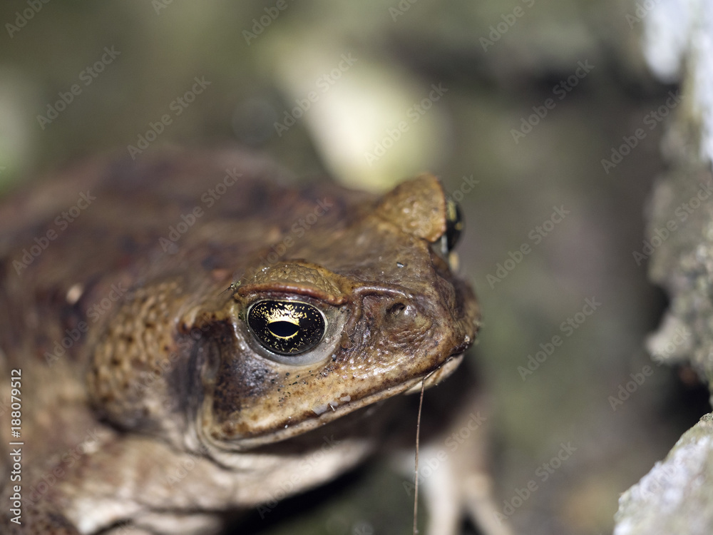 Toad, Bufo. ssp. in the mountain foggy forest Maquipucuna, Ecuador Toad, Bufo. ssp. in the mountain foggy forest Maquipucuna, Ecuador