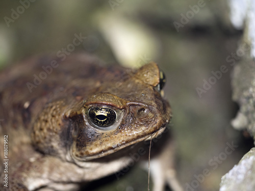 Toad, Bufo. ssp. in the mountain foggy forest Maquipucuna, Ecuador