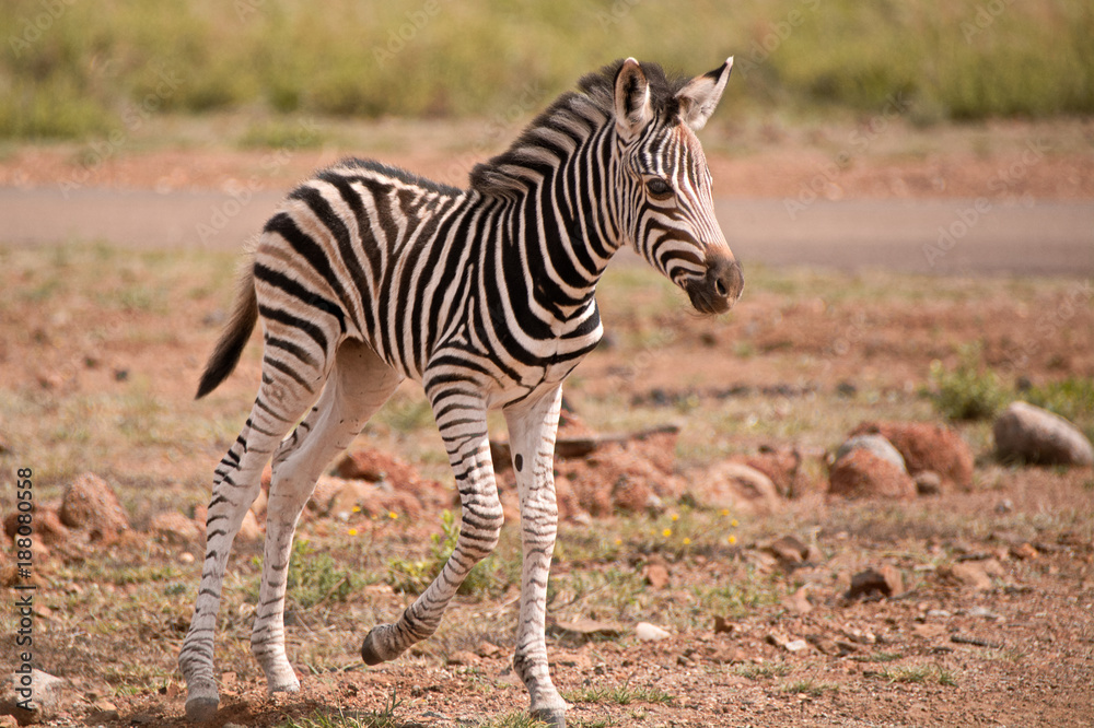 Burchell’s zebra foal walking to catch up to the main herd Burchell’s zebra foal walking to catch up to the main herd