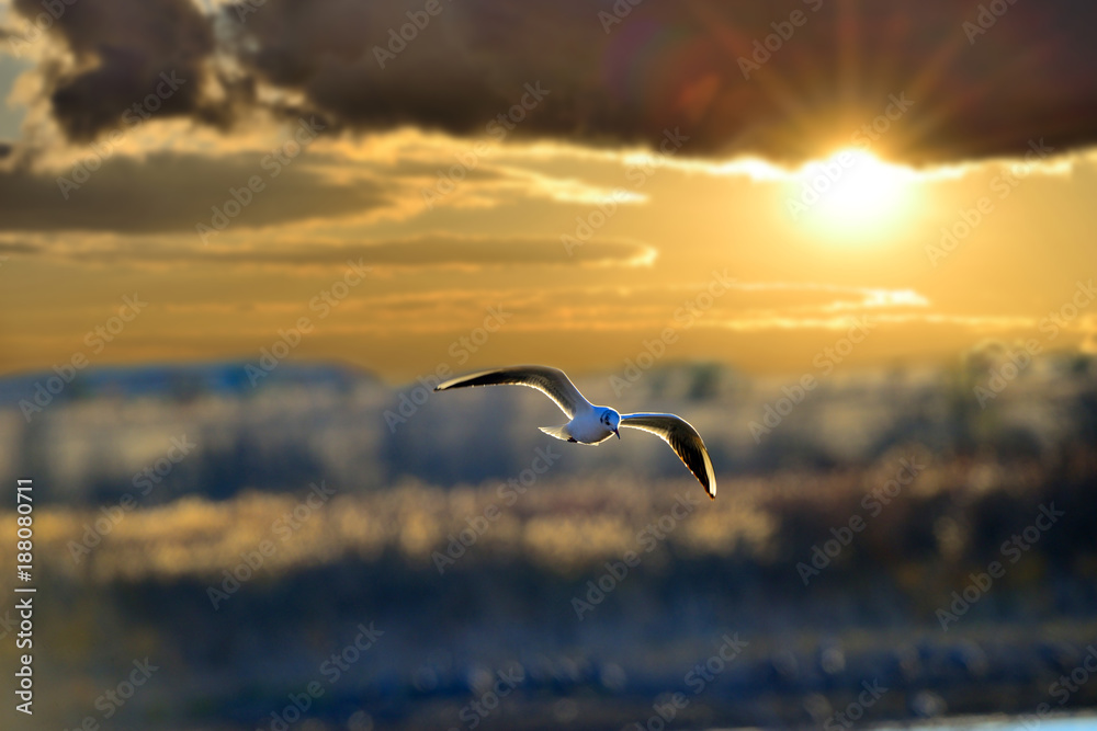 Obraz premium Chroicocephalus philadelphia (Bonaparte's Gull)