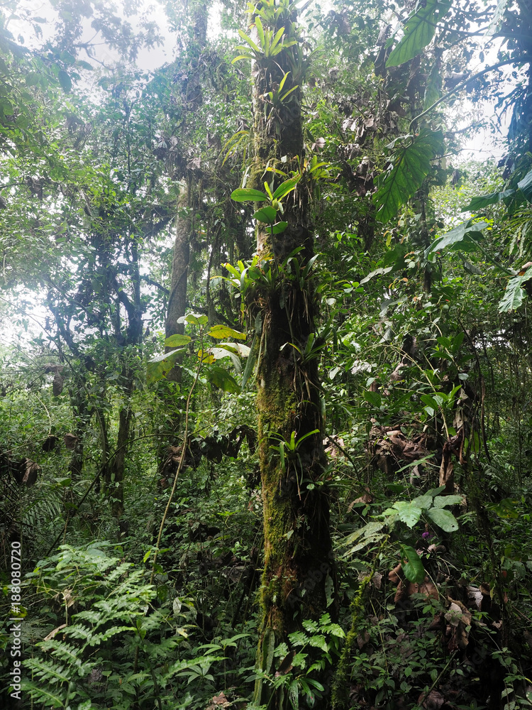Interior of the mountain foggy forest of Maquipucuna, Ecuador Interior of the mountain foggy forest of Maquipucuna, Ecuador