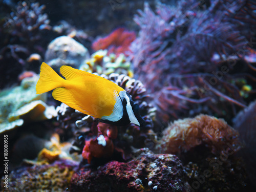 Close-up yellow bright small fish swimming in aquarium.
