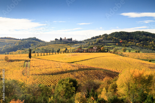 Tuscan vineyard landscape in autumn with cypresses and yellow leaves  Italy
