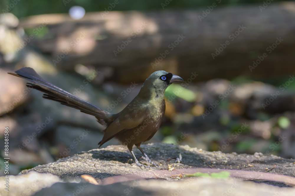 Obraz premium Racket-tailed treepie perching on the rock in the forest , Thailand