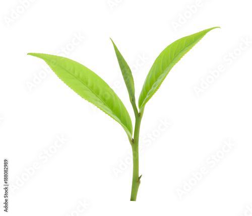 green tea leaf isolated on white background