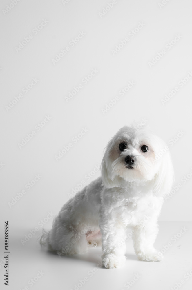 Maltese dog on a white background.