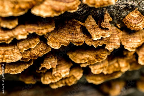 Macro image of turkey tail mushroom in rainforest