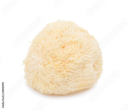 lion mane mushroom isolated on white background.