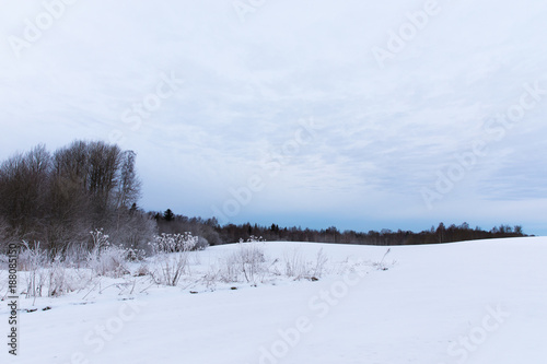 Wallpaper Mural Beautiful view of winter landscape with blue sky, black forest and white ground. Puka, Estonia. Torontodigital.ca