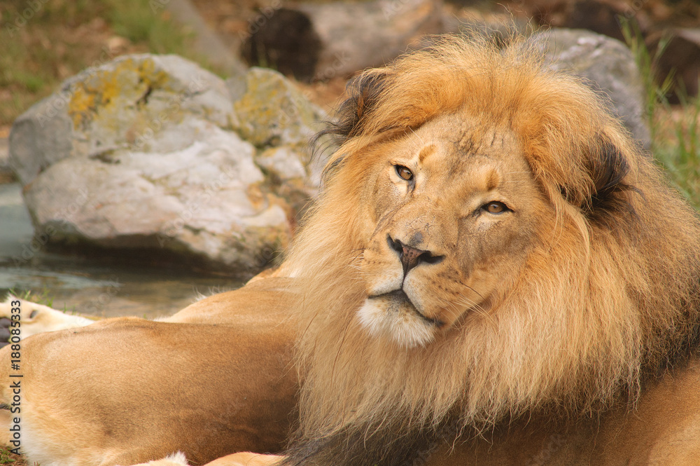Closeup of a male Lion ( Panthera leo)