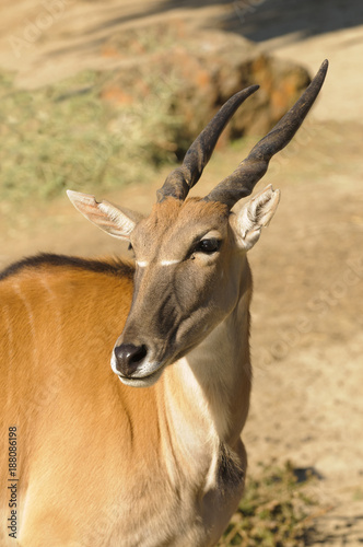 clsoup of the largest African antelope, a Common Eland (TauroTragas Derbianus) photo