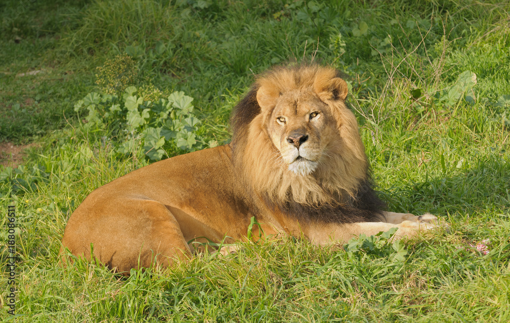 Obraz premium Lion resting after a meal
