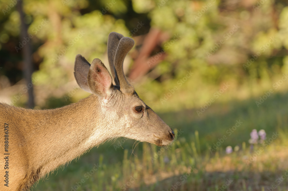 Closeup of a Blacktail buck (odocoilus hemionus) in velvet Closeup of a Blacktail buck (odocoilus hemionus) in velvet