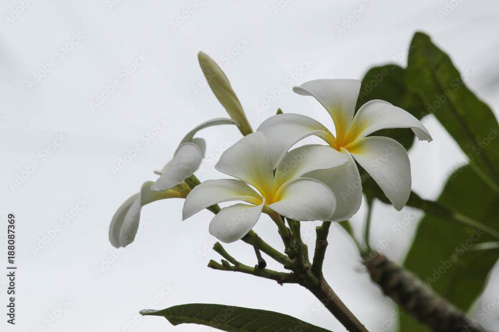 Fototapeta premium Bali Flower