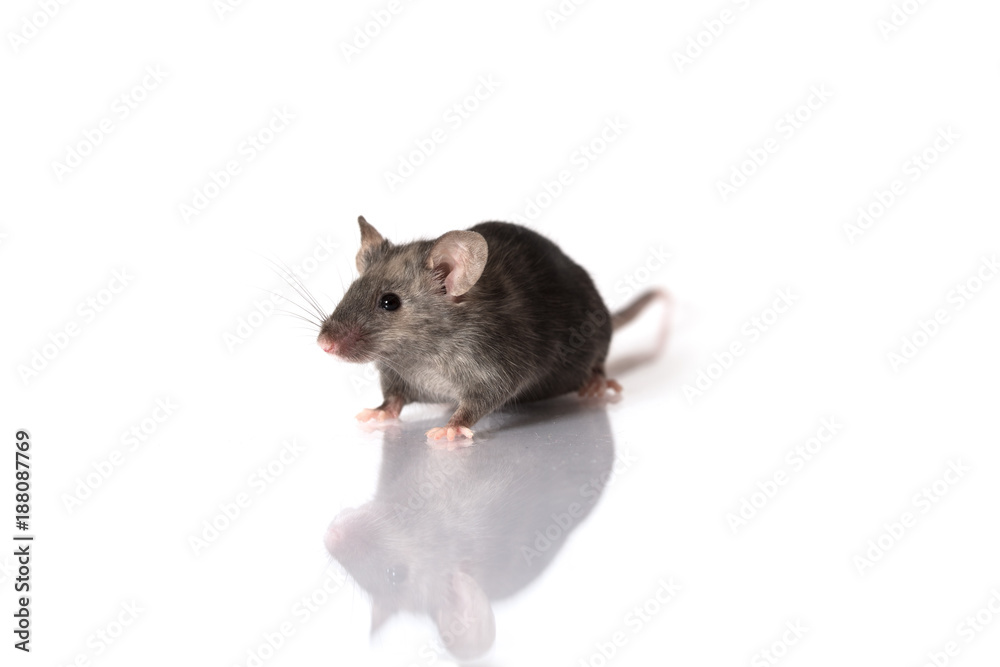 grey mouse isolated on white background grey mouse isolated on white background