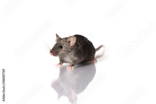 grey mouse isolated on white background