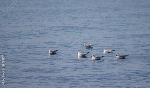 Seagulls in water © Francesco
