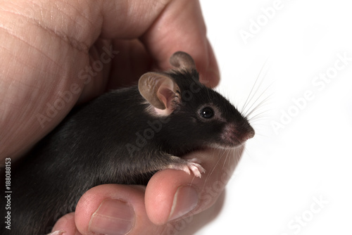 black color mouse in a human hand - isolated on white