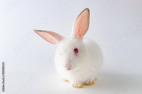 White rabbit in easter animal concept © Elnur