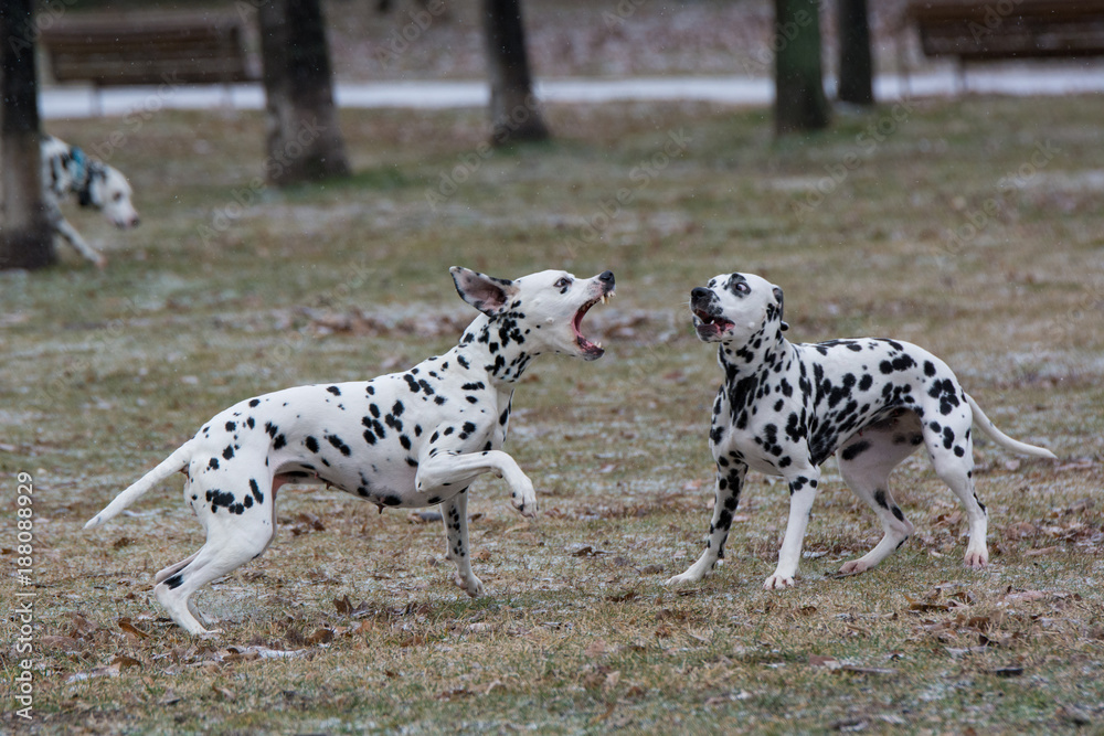 Two young beautiful Dalmatian dogs running outdoors in winter