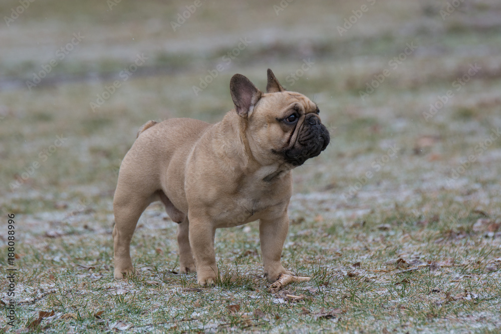 Portrait of French bulldog.  Selective focus on the dog