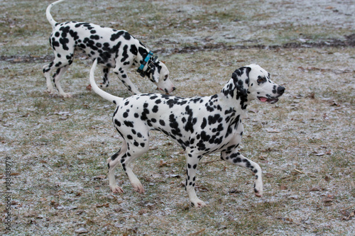 Two young beautiful Dalmatian dogs running outdoors in winter