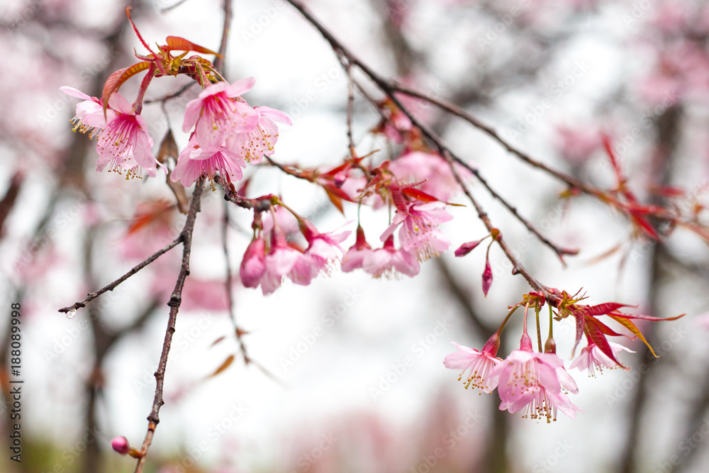 Thai sakura in winter at Chaing mai Province, Thailand. Thai sakura in winter at Chaing mai Province, Thailand.