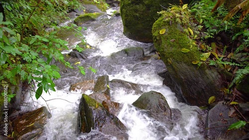 top view of small streams with rocks covers by moss with green forest background. photo