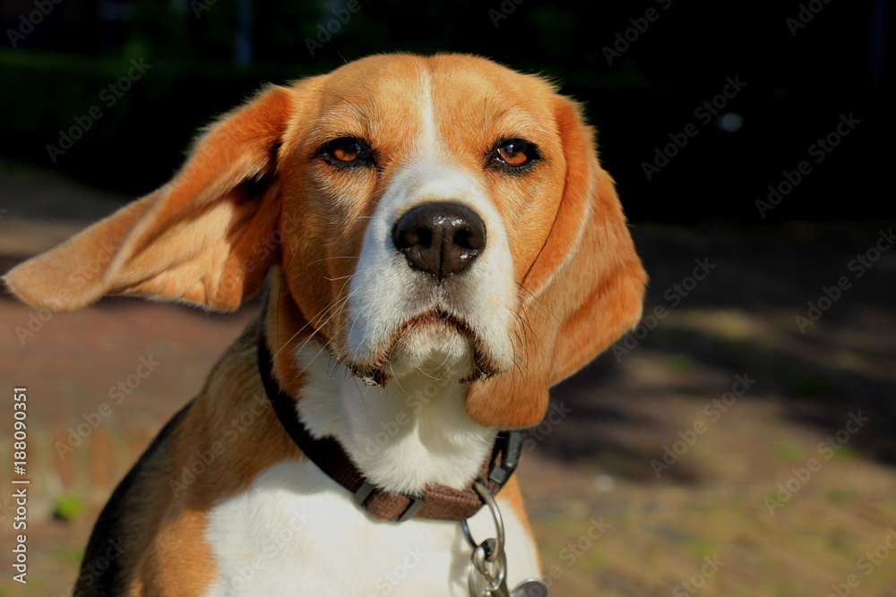 Young female beagle