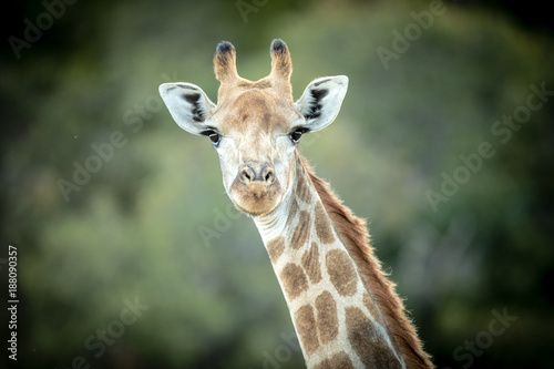 Photography Portrait of a giraffe