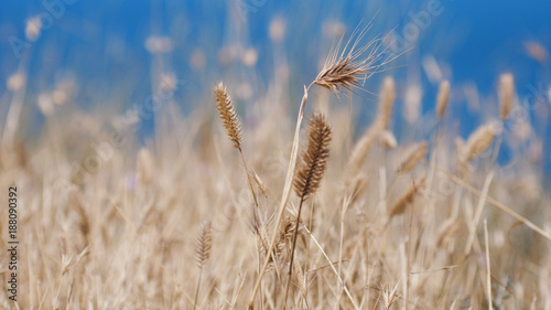 Oats spikelets on the background of the blue sea