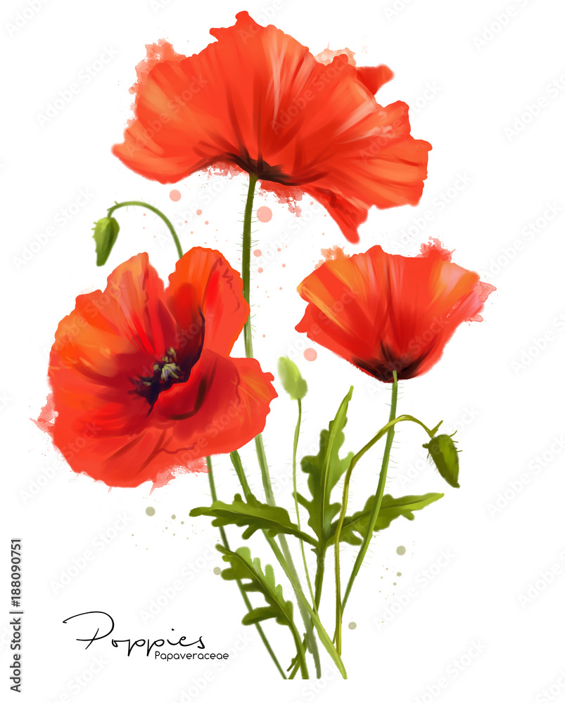 Poppy Flower Painting Watercolor